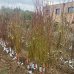 Nektarinka (Prunus nucipersica) ´SUPER QUEEN´ - stredne skorá 160-200 cm – voľnokorenná